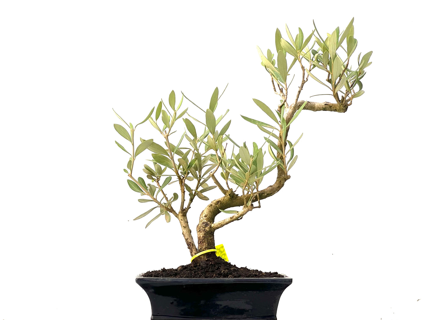 Olea Europaea 0252