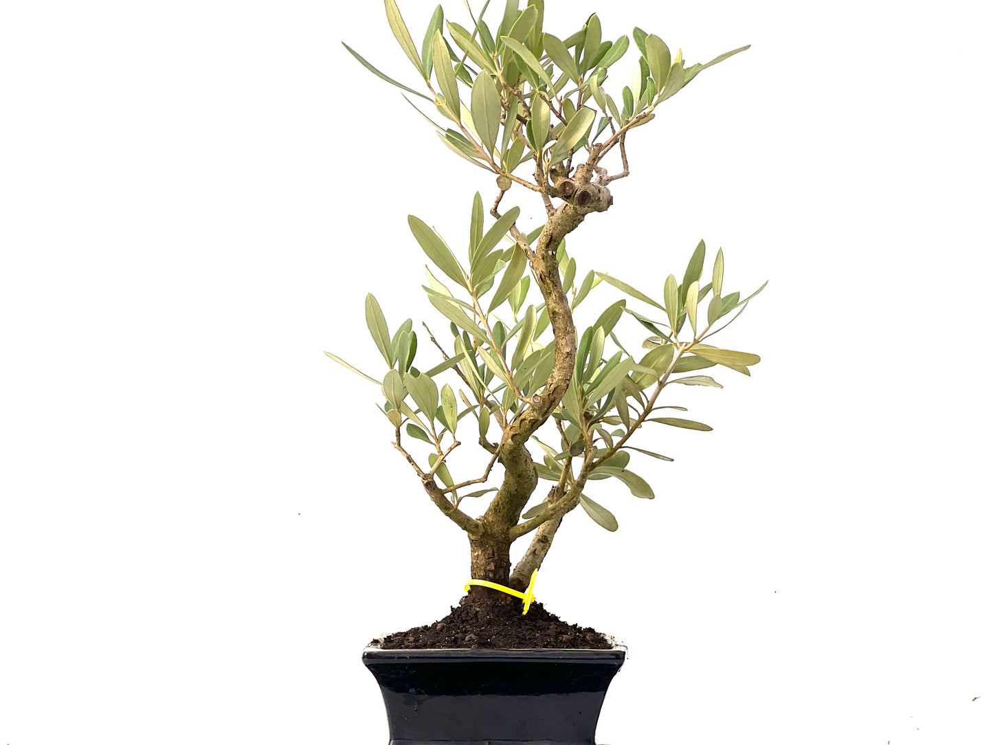 Olea Europaea 0252