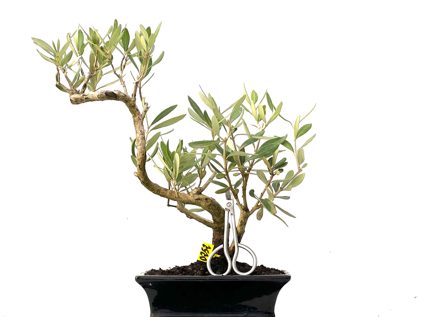 Olea Europaea 0252