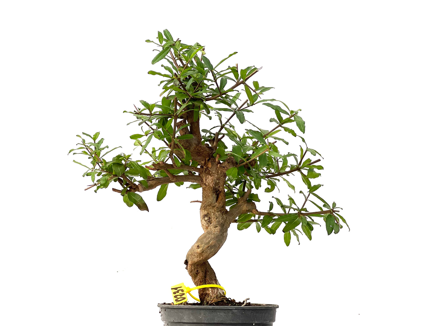 Punica Granatum Nejikan 0231