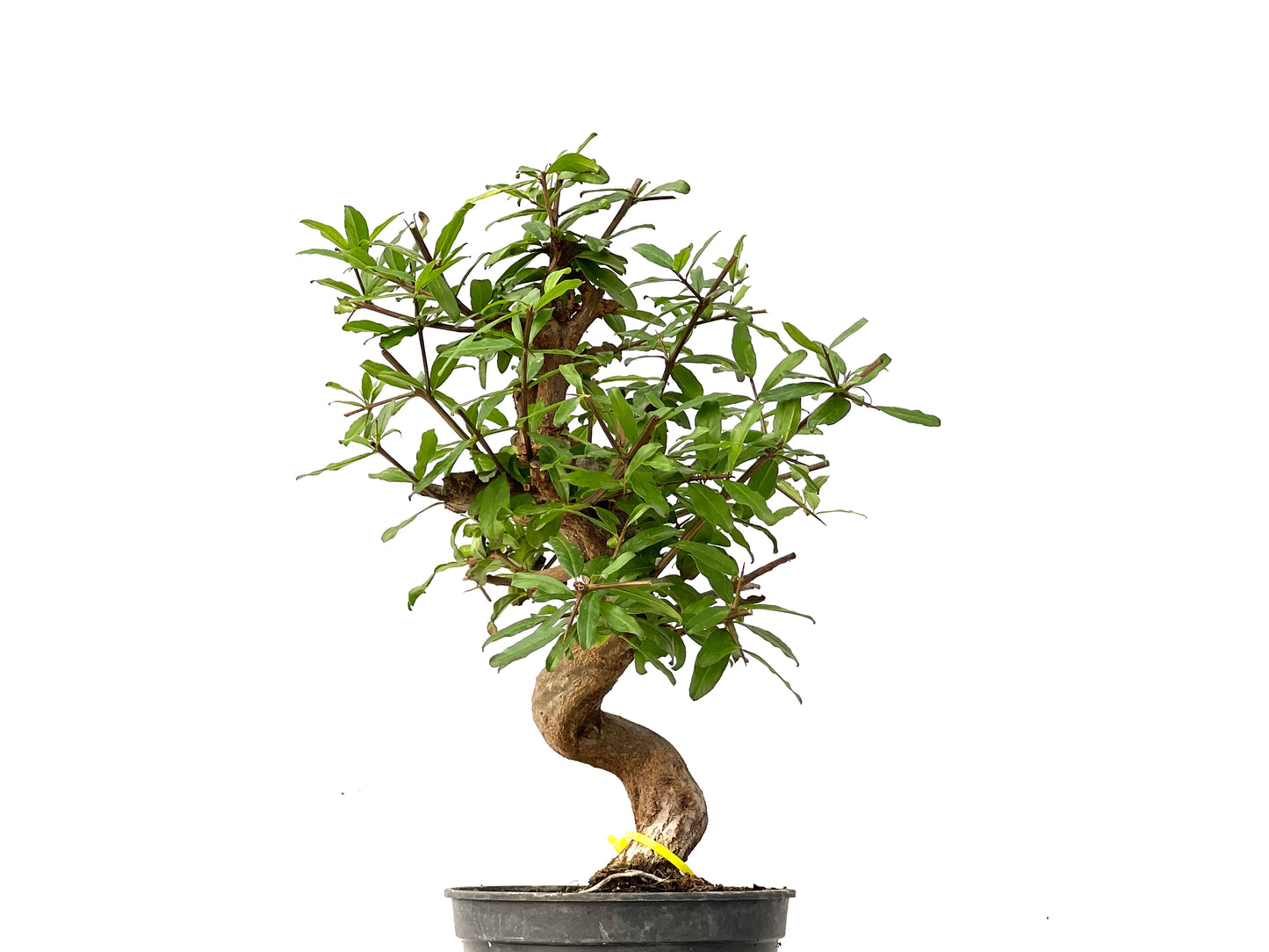 Punica Granatum Nejikan 0231