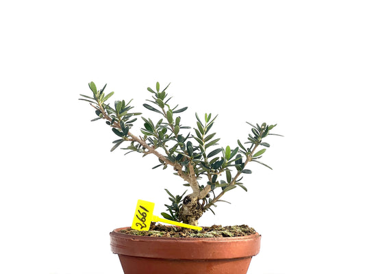 Olea Europaea Sylvestris 2661