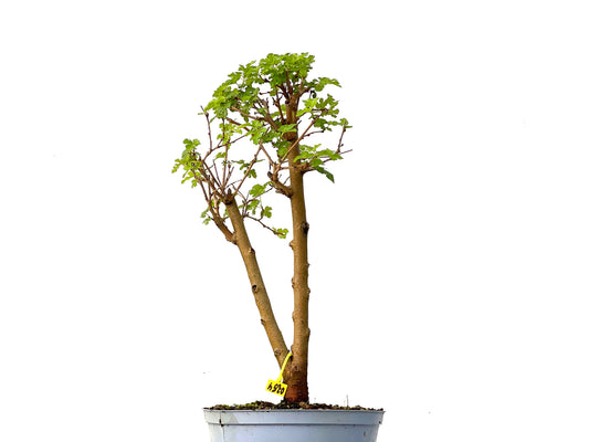 Morus Alba 0254