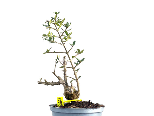 Olea Europaea Sylvestris 2663