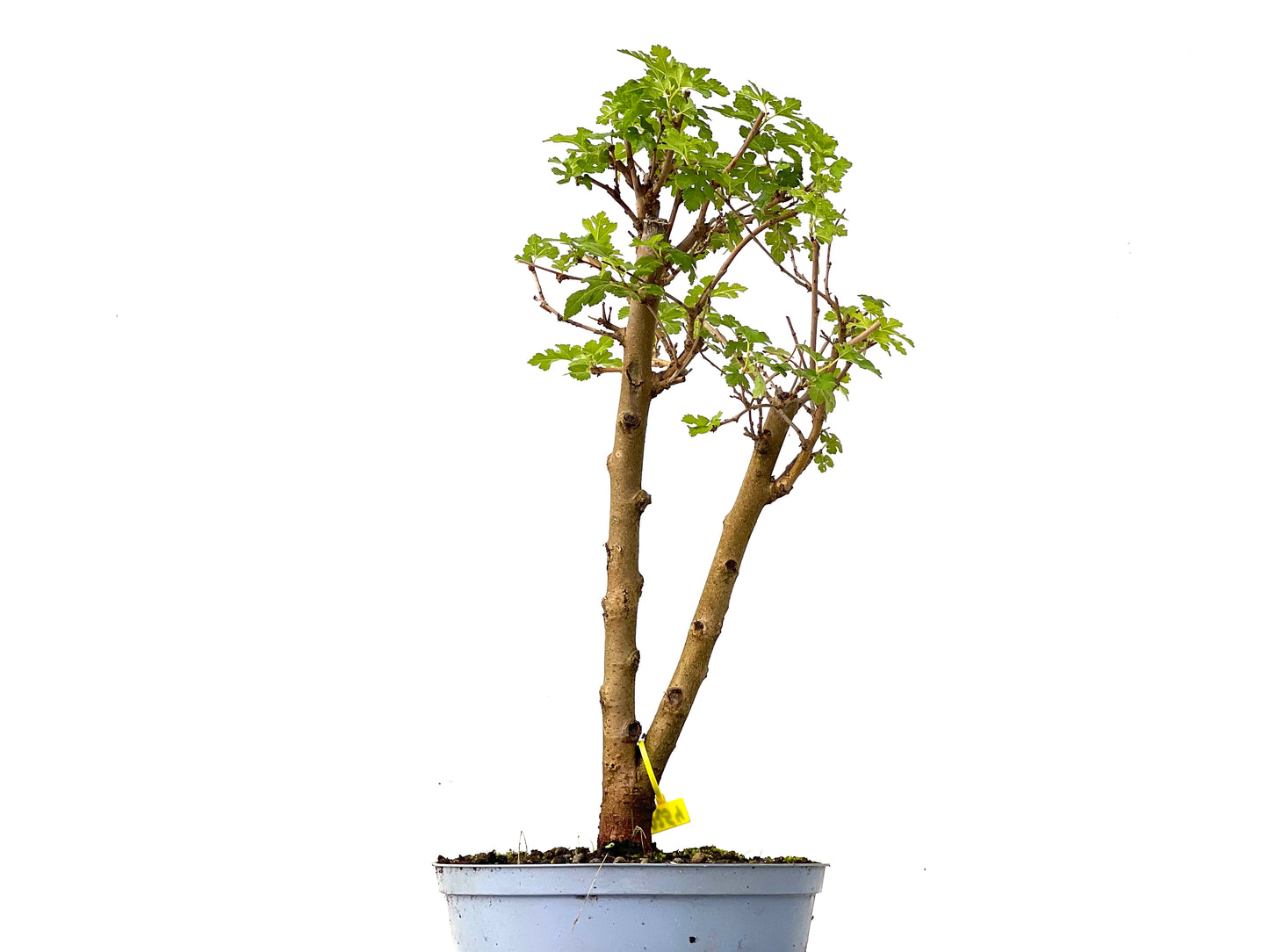 Morus Alba 0254