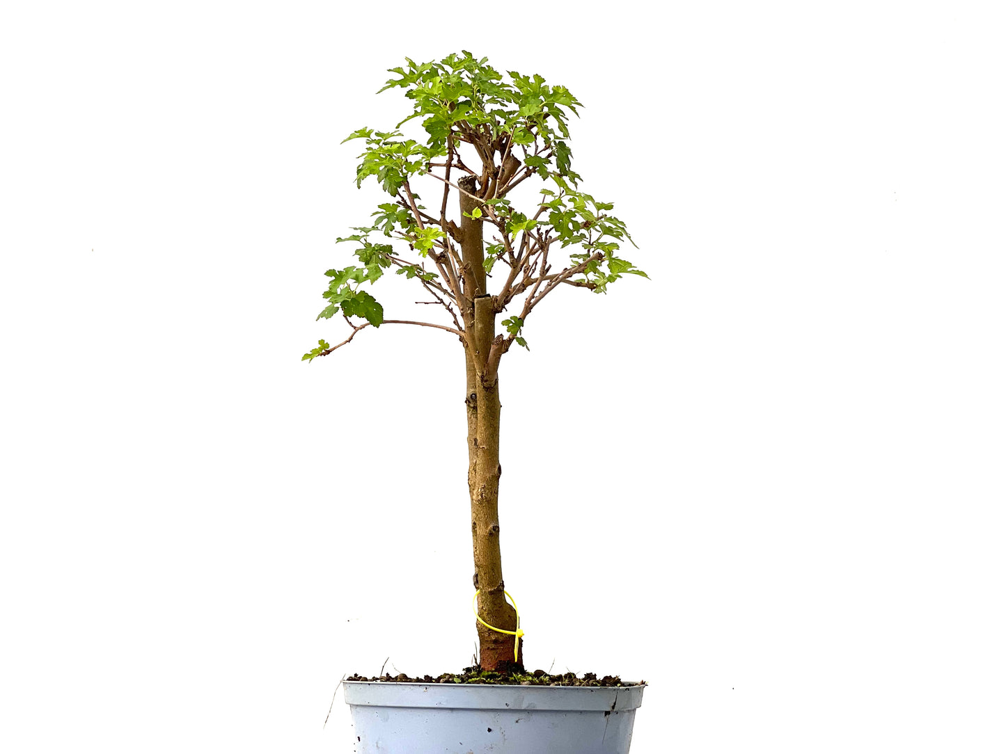 Morus Alba 0254