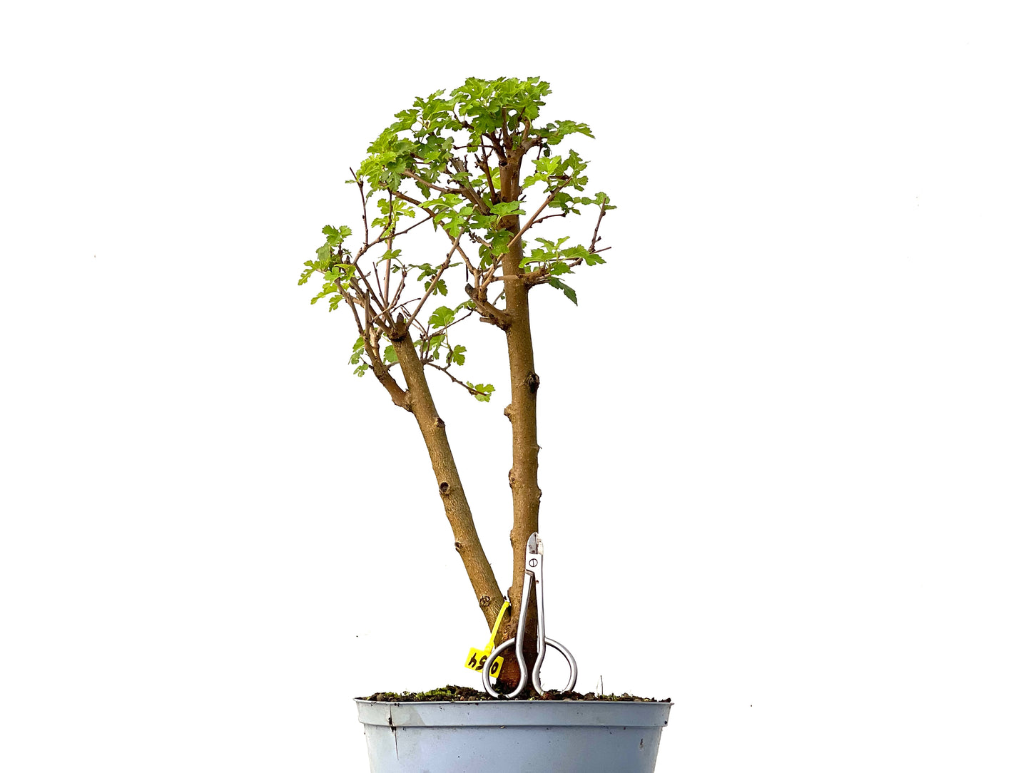 Morus Alba 0254