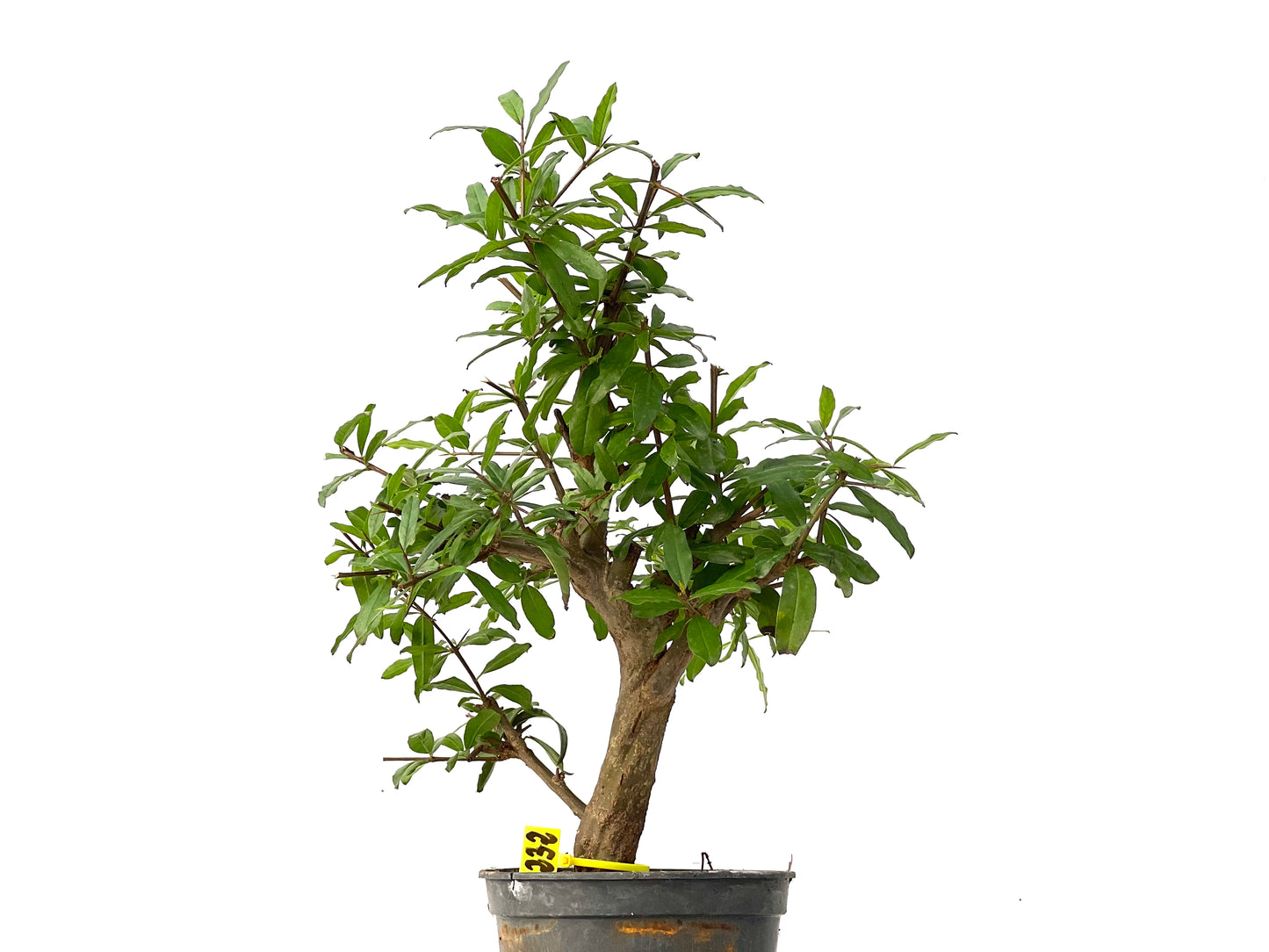 Punica Granatum Nejikan 0232