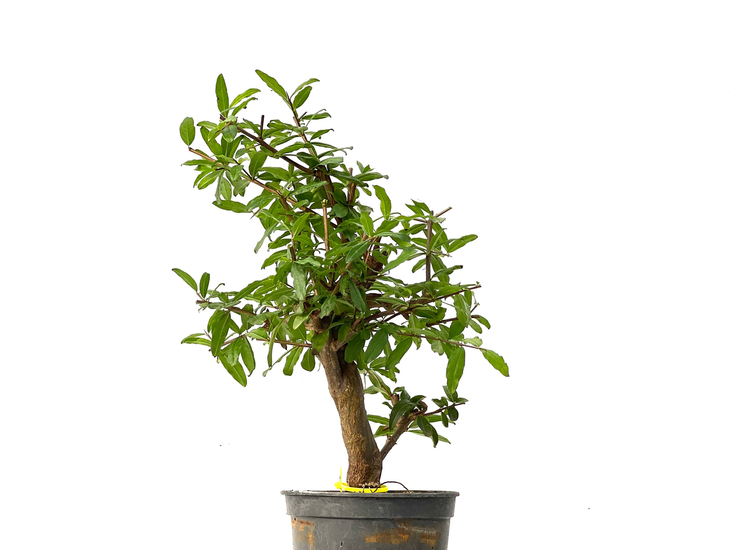 Punica Granatum Nejikan 0232