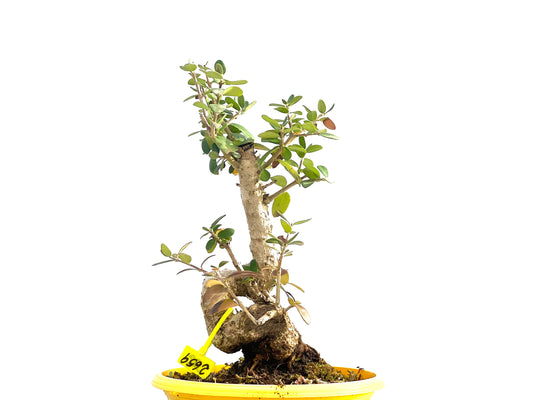 Olea Europaea Sylvestris 2659
