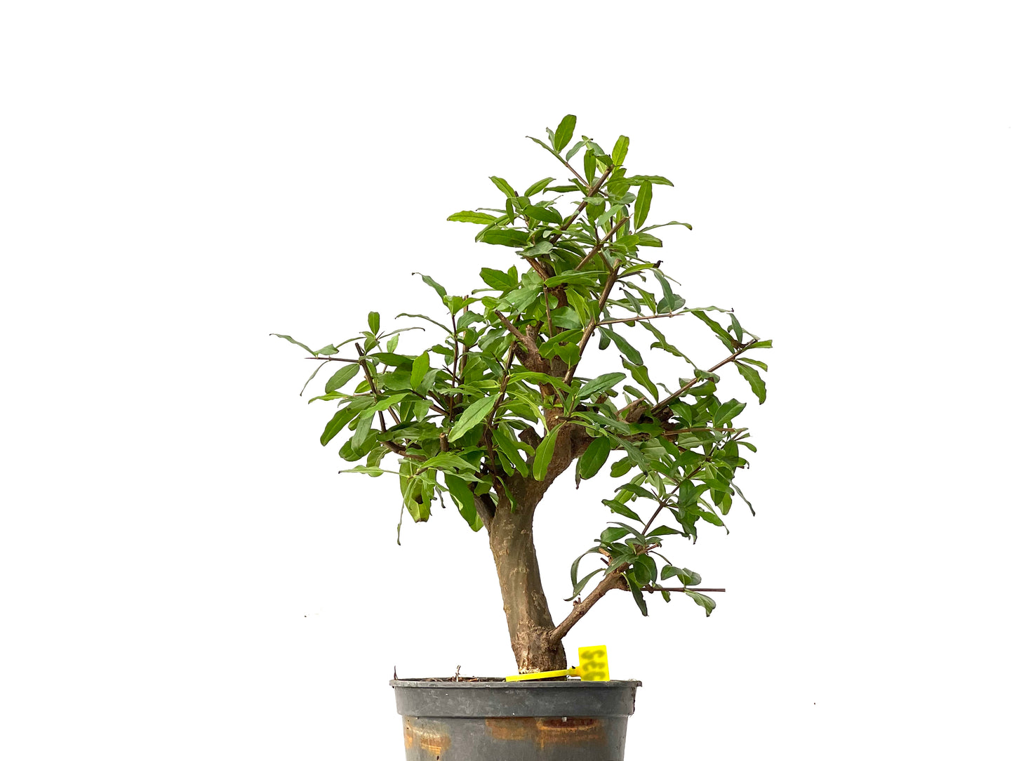 Punica Granatum Nejikan 0232