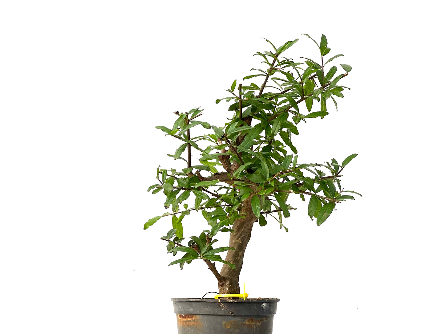 Punica Granatum Nejikan 0232