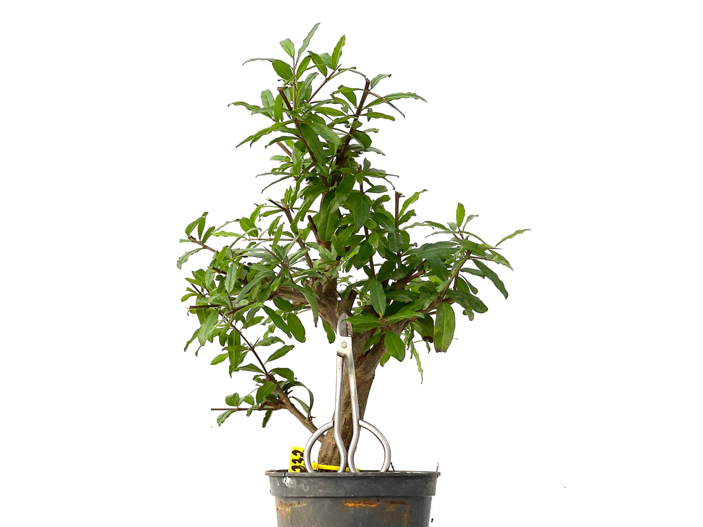 Punica Granatum Nejikan 0232