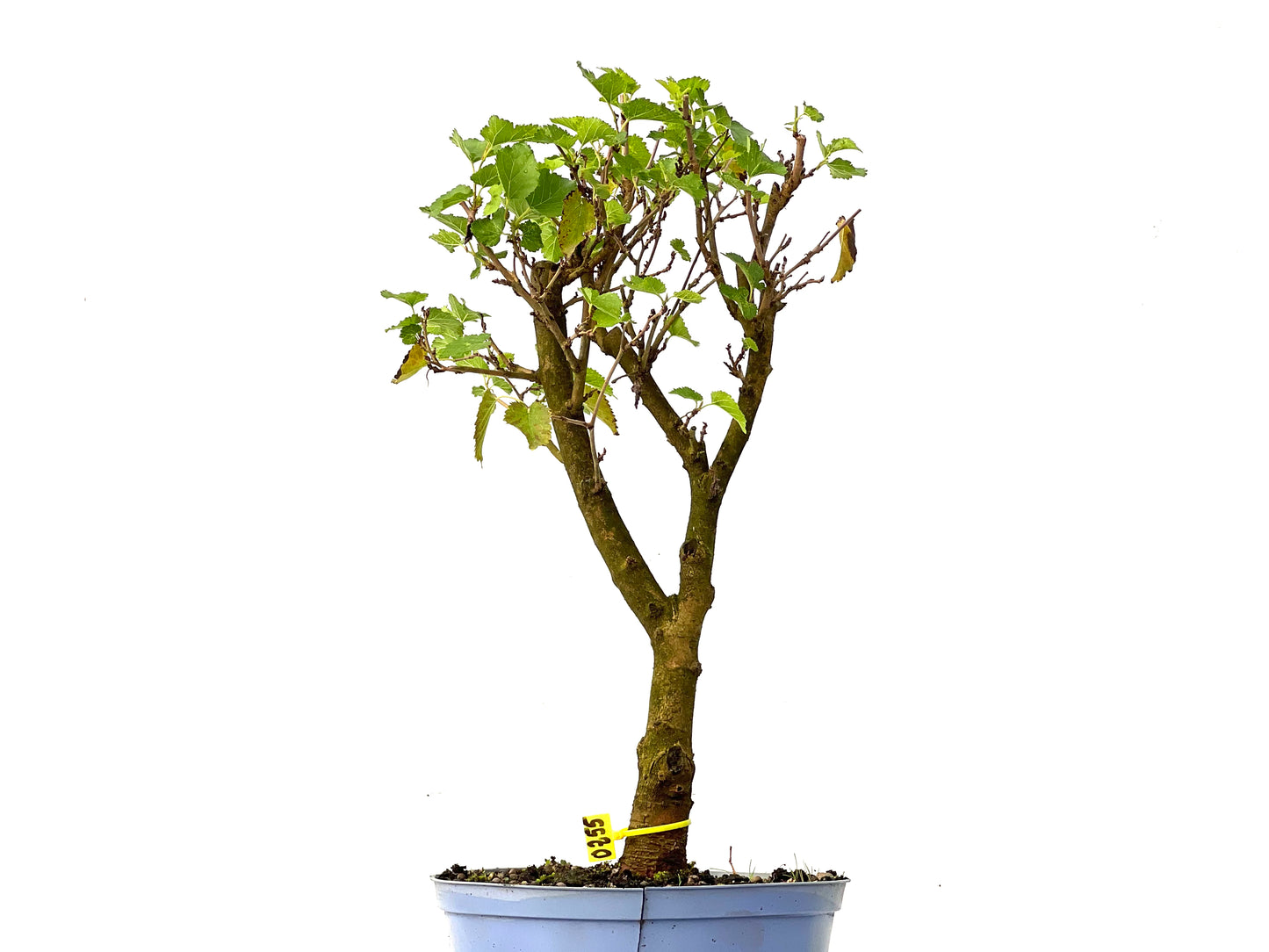 Morus Alba 0255