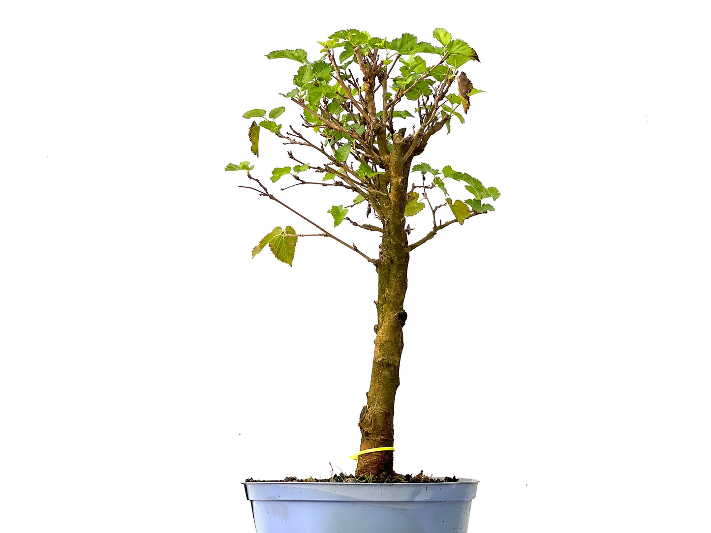 Morus Alba 0255
