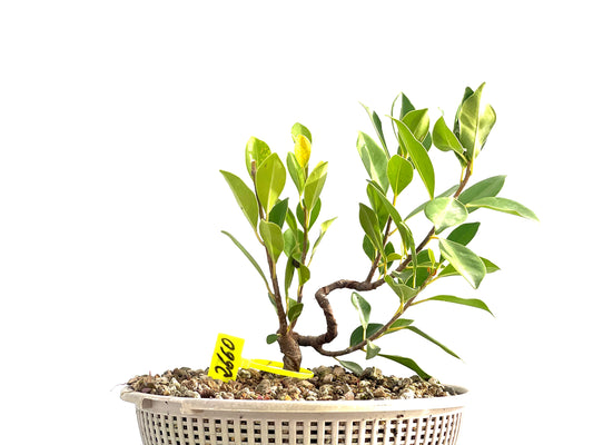 Ficus Tiger Bark 2660