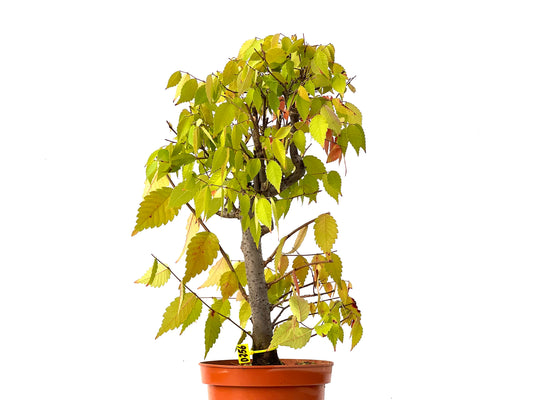 Zelkova Serrata 0256