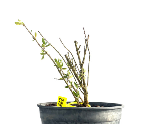Olea Europaea Sylvestris 2662