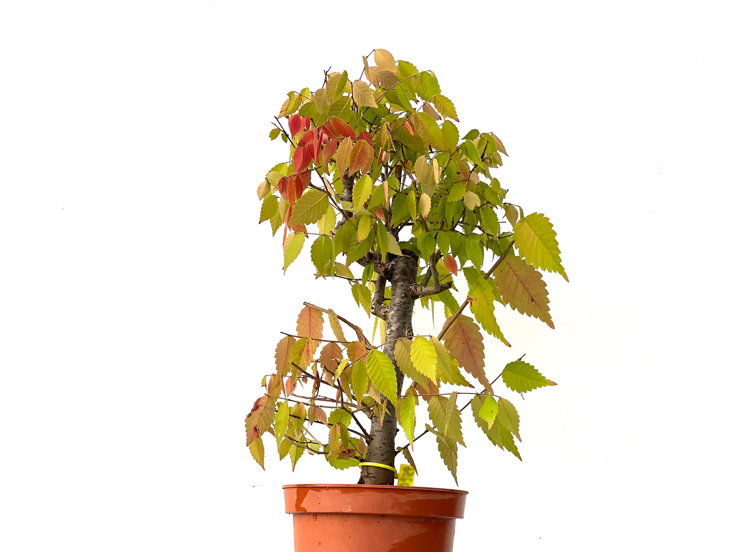 Zelkova Serrata 0256