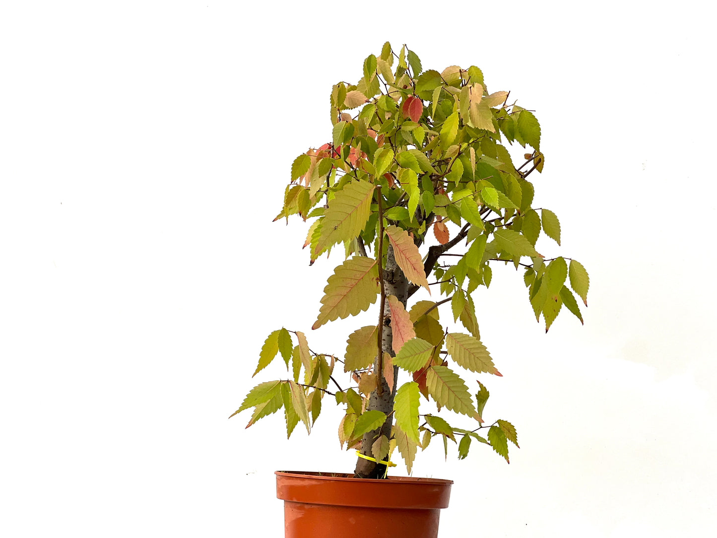Zelkova Serrata 0256
