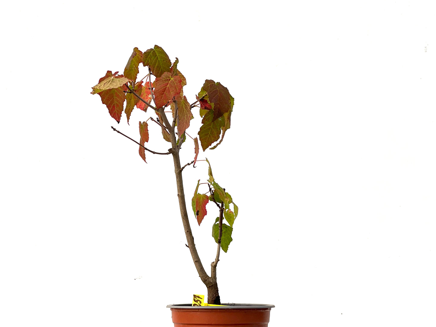 Acer Ginnala 0257