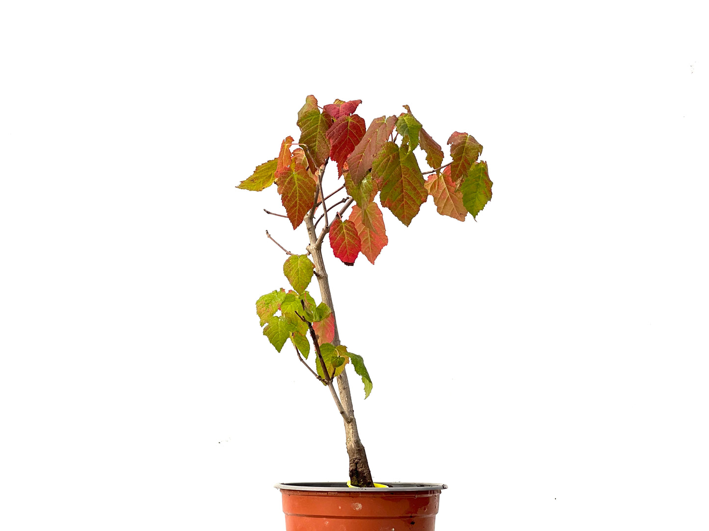 Acer Ginnala 0257
