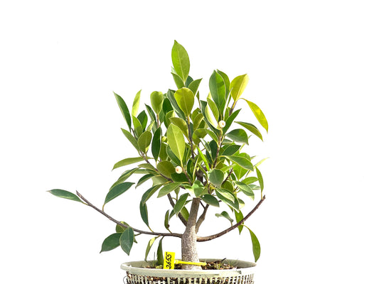 Ficus Retusa 2655