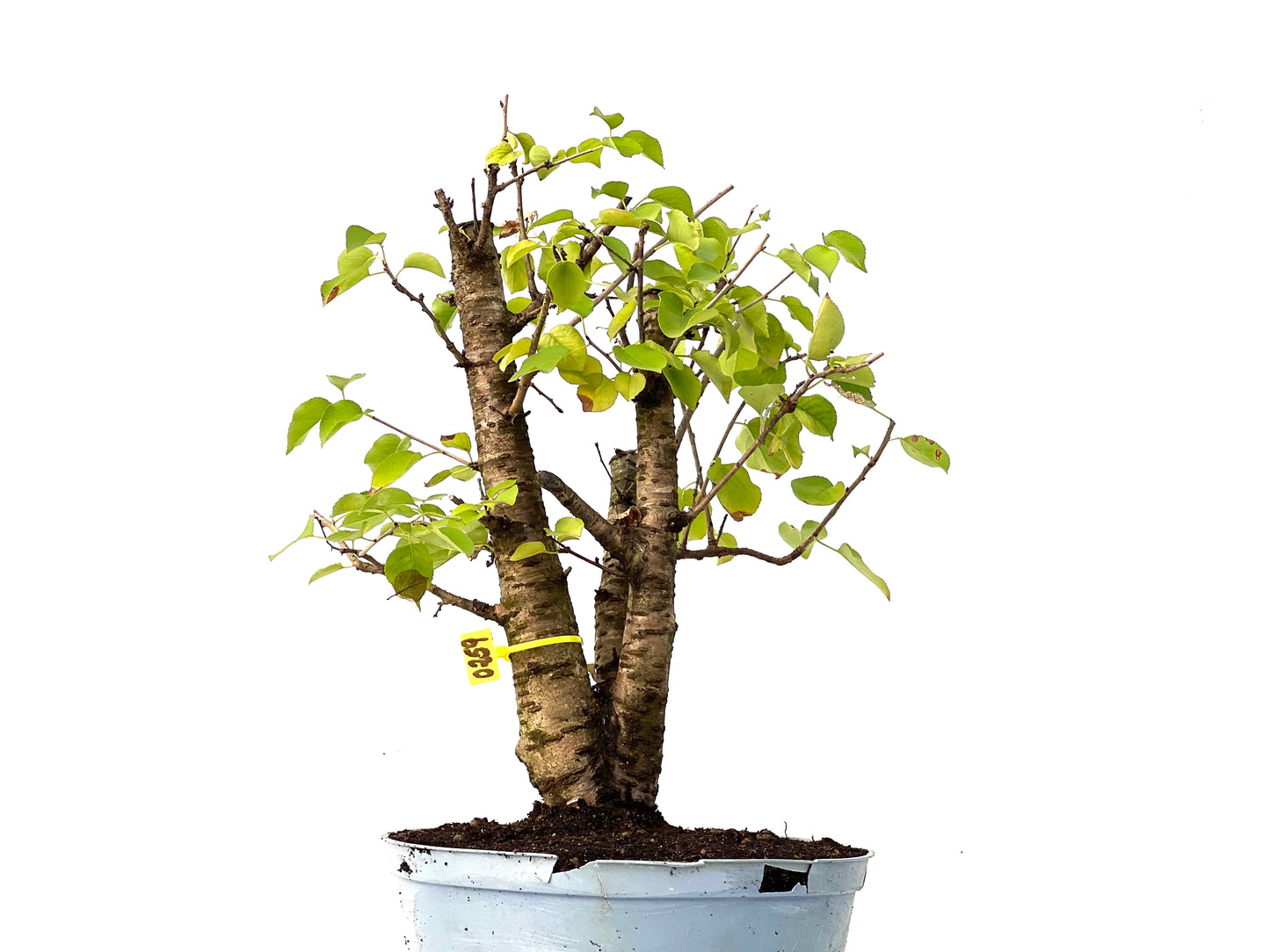 Prunus Mahaleb 0259