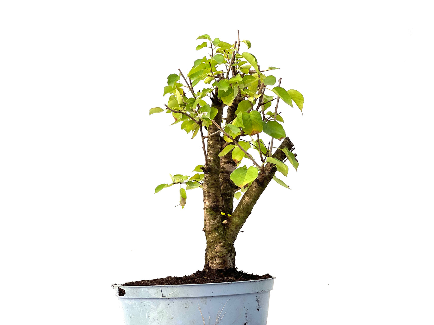Prunus Mahaleb 0259