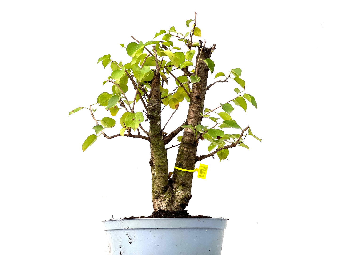 Prunus Mahaleb 0259