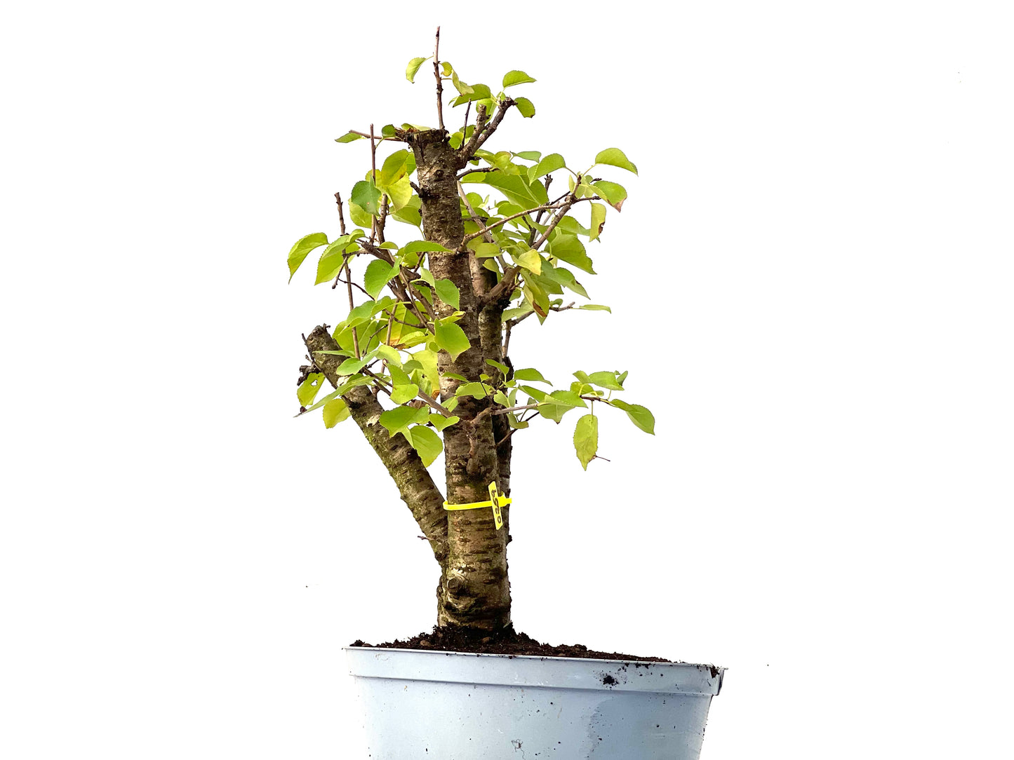 Prunus Mahaleb 0259