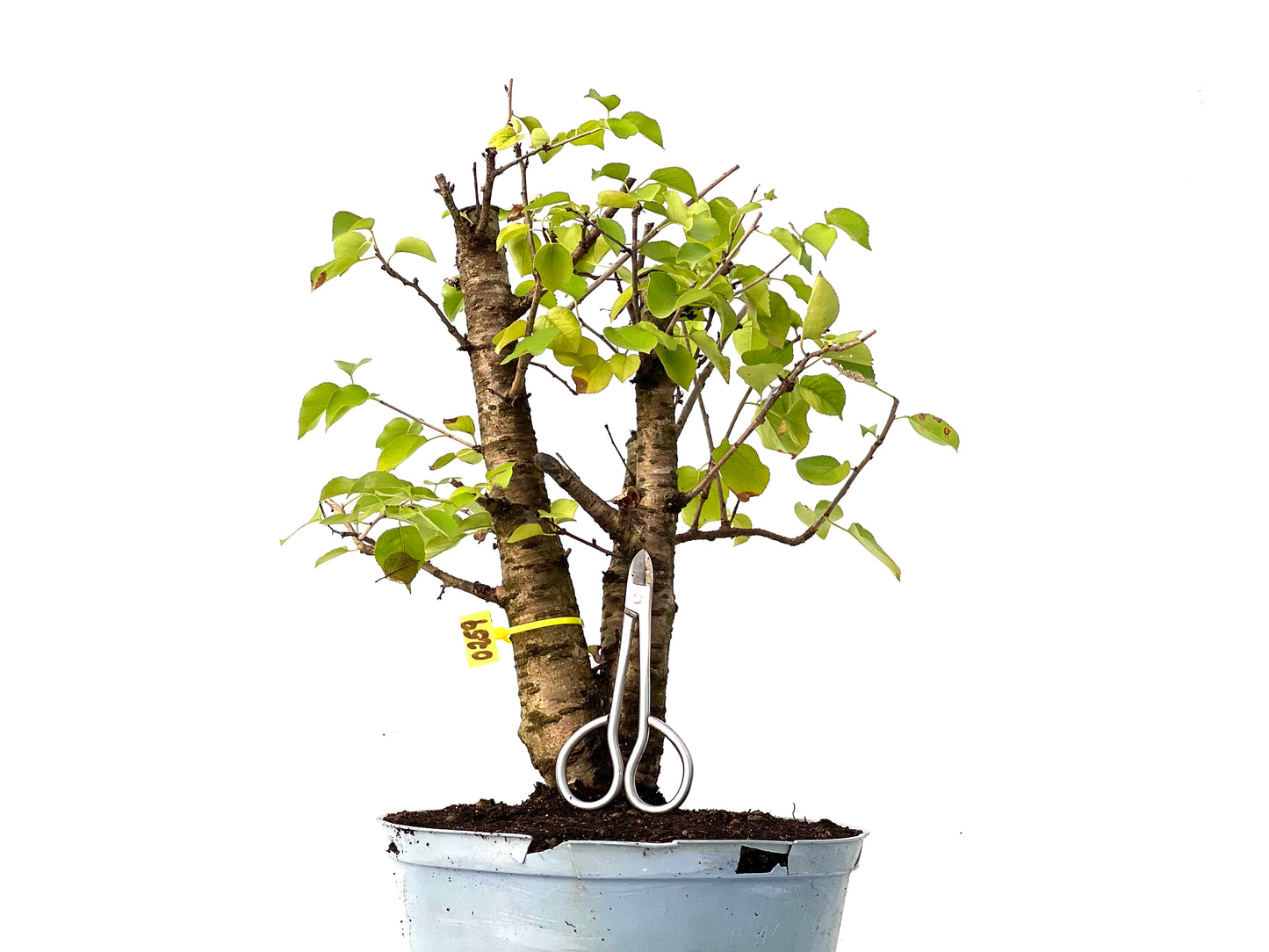 Prunus Mahaleb 0259