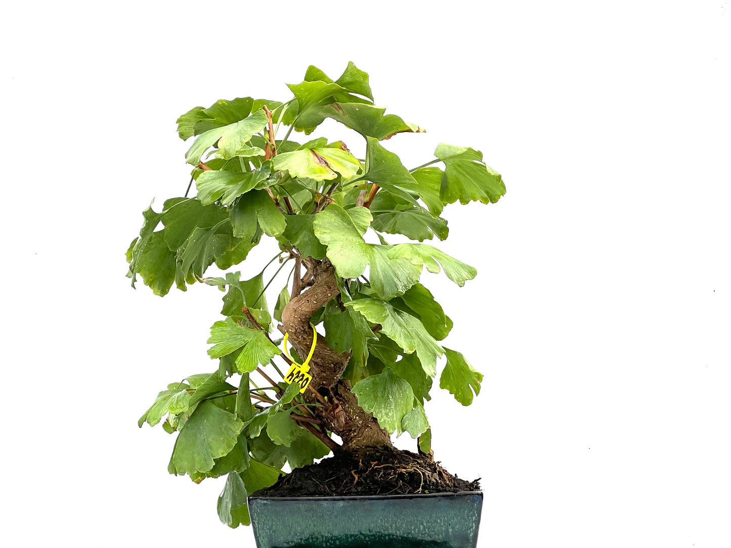 Ginkgo Biloba 0224