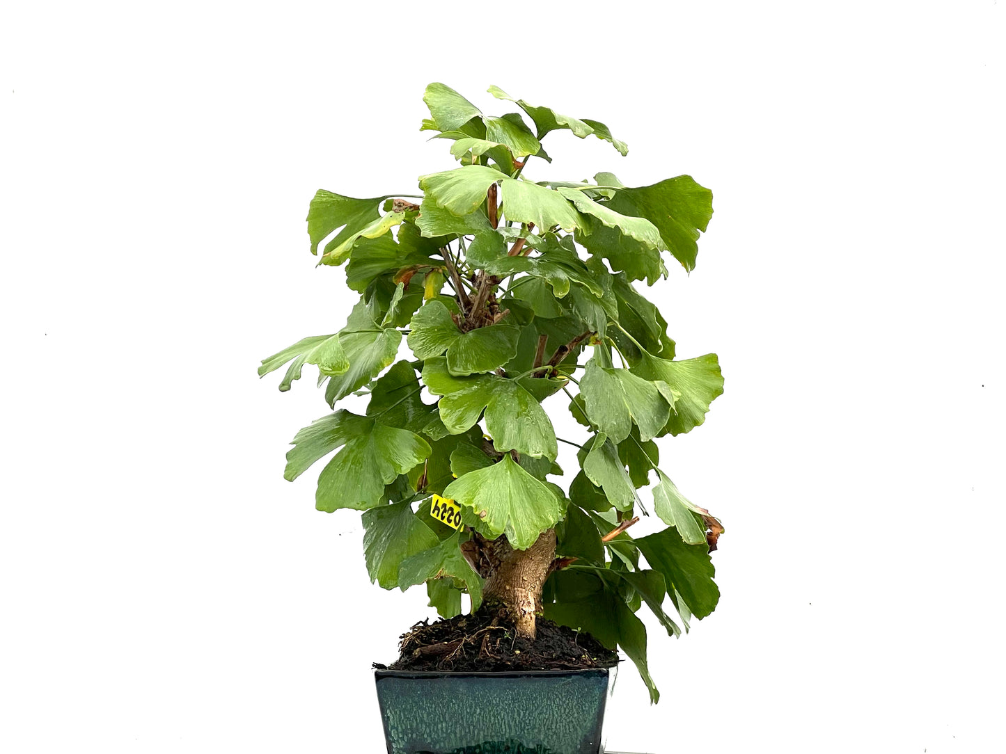 Ginkgo Biloba 0224