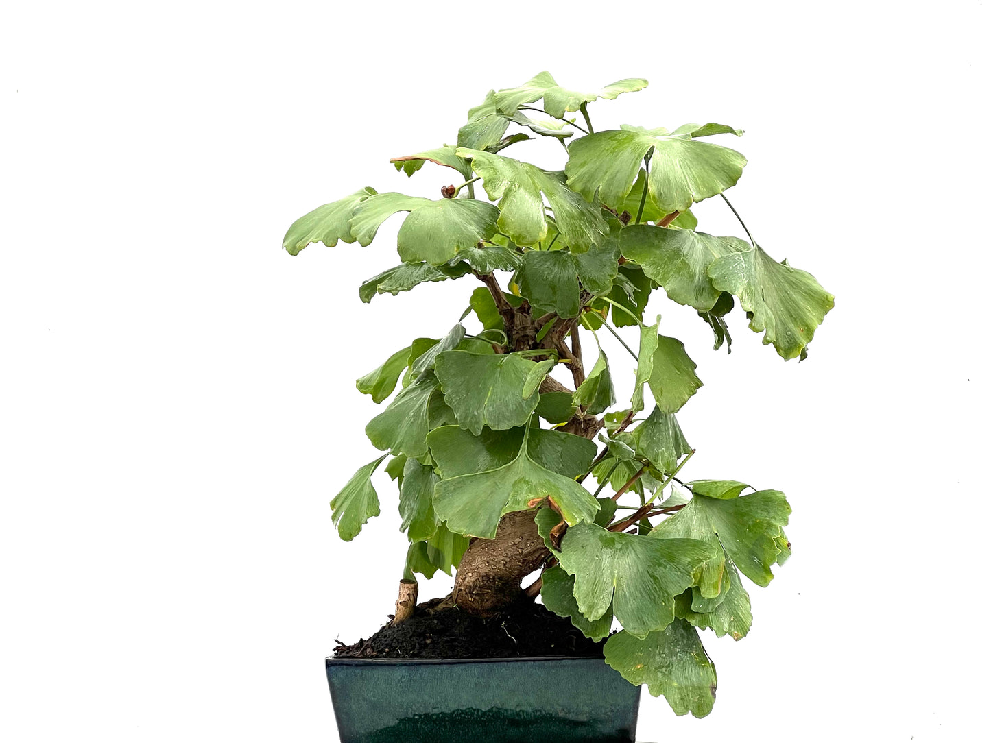 Ginkgo Biloba 0224