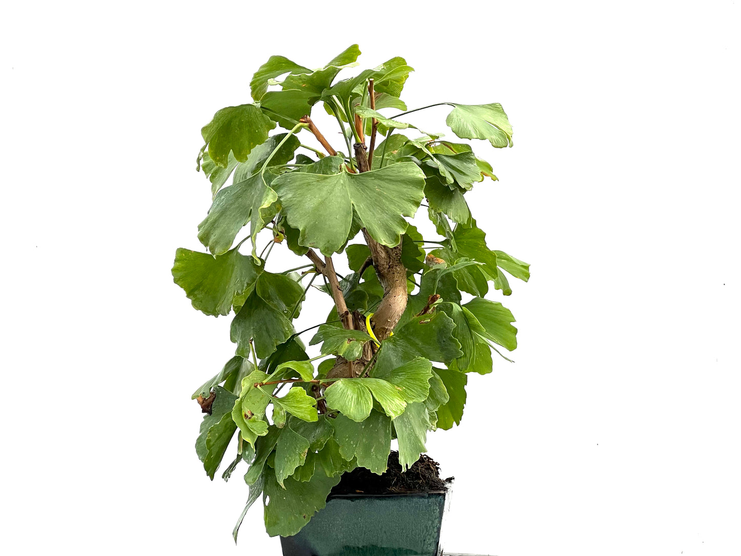 Ginkgo Biloba 0224