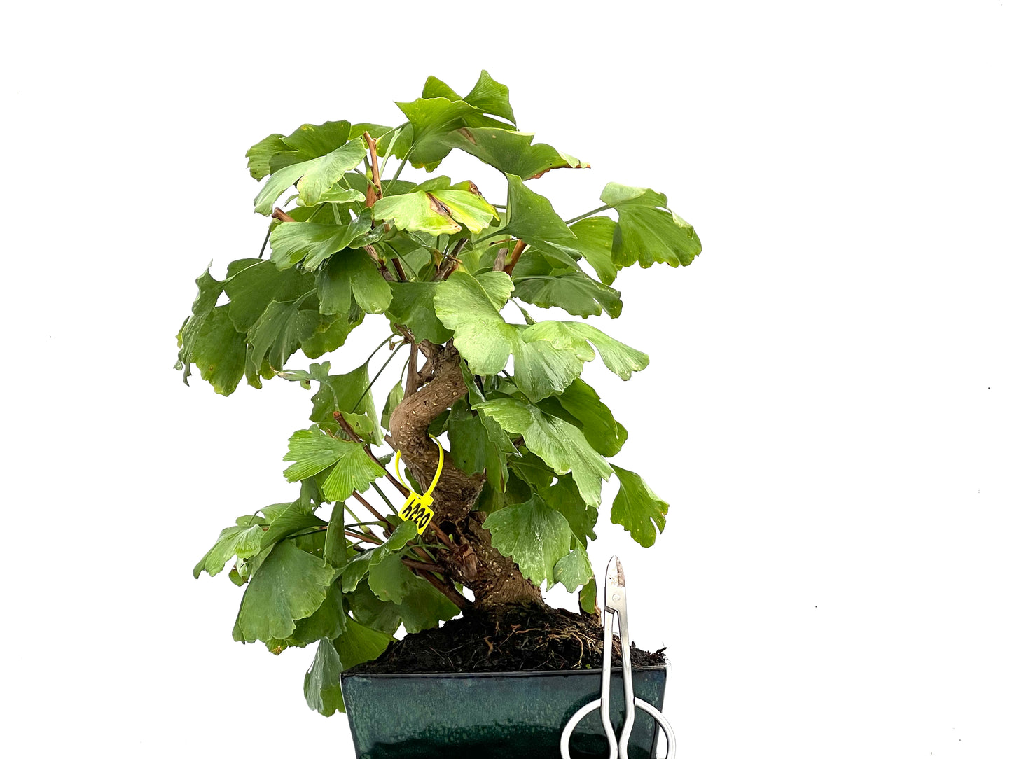 Ginkgo Biloba 0224