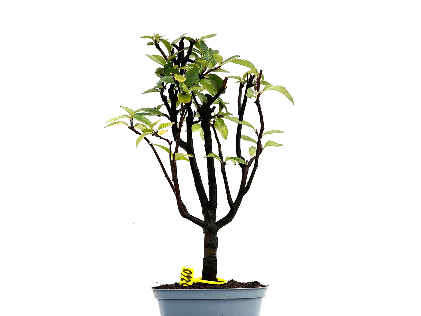 Pseudocidonia Sinensis 0260