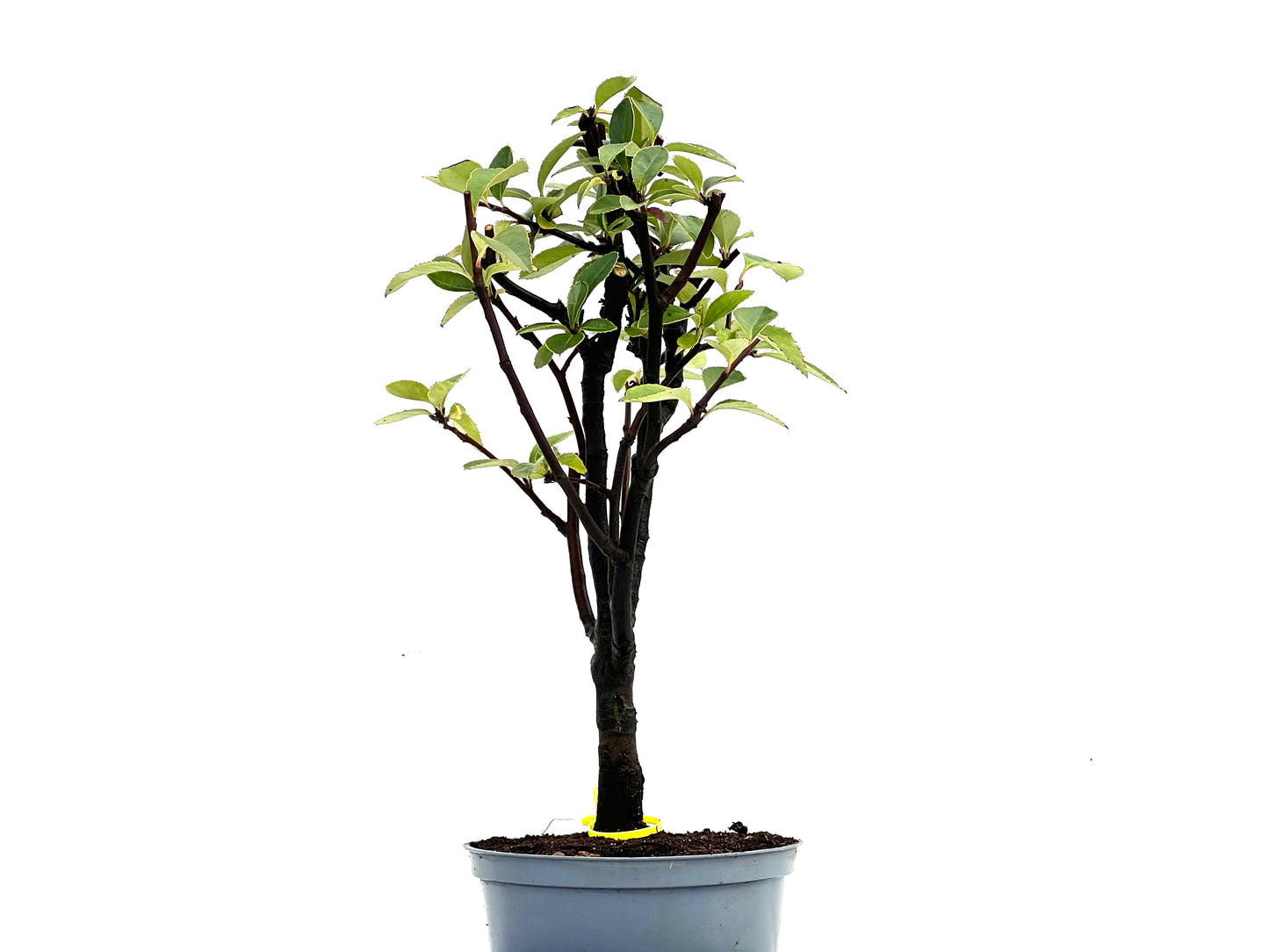Pseudocidonia Sinensis 0260