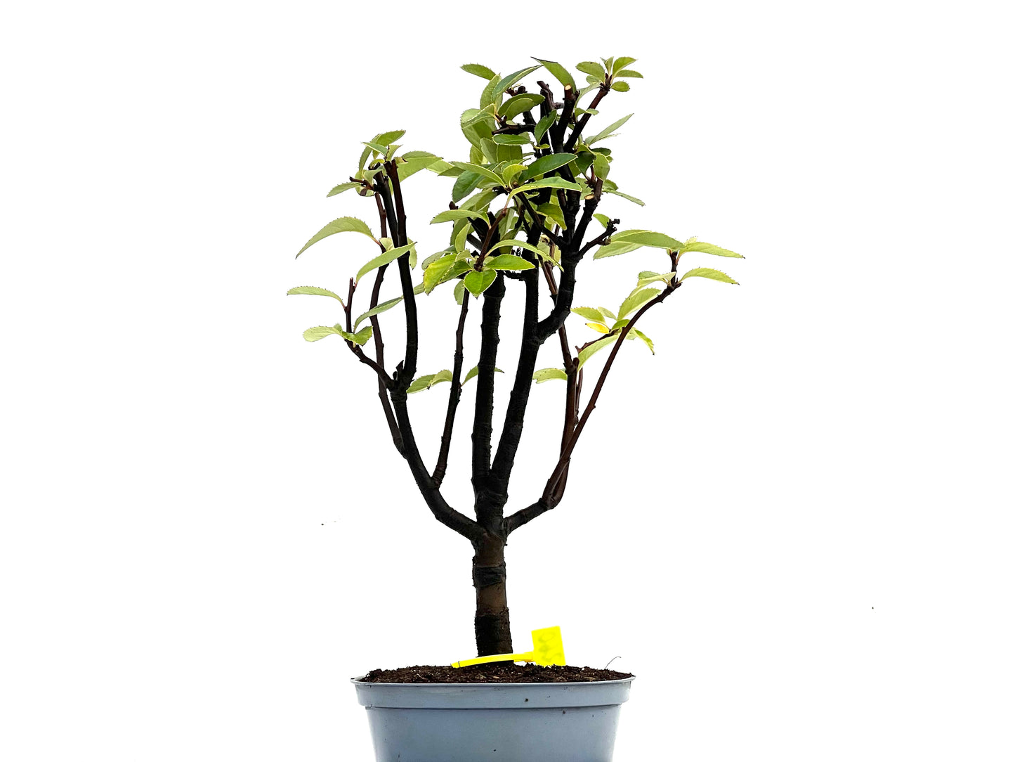 Pseudocidonia Sinensis 0260