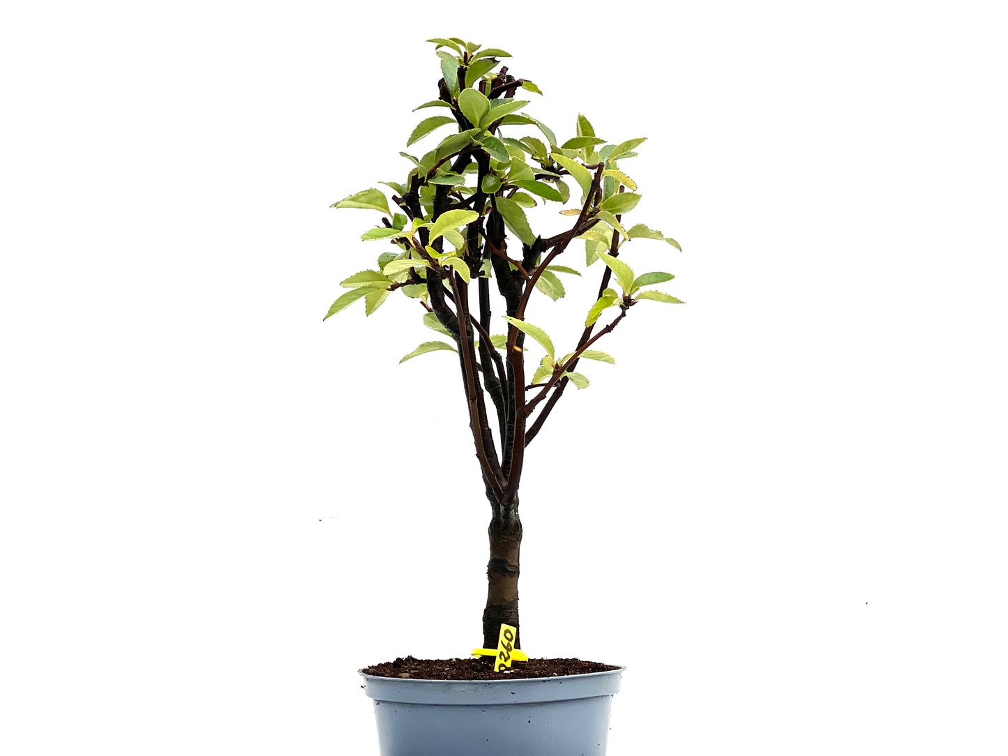 Pseudocidonia Sinensis 0260