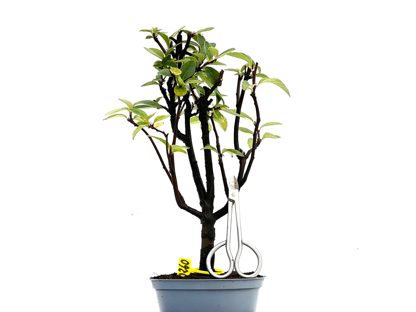Pseudocidonia Sinensis 0260