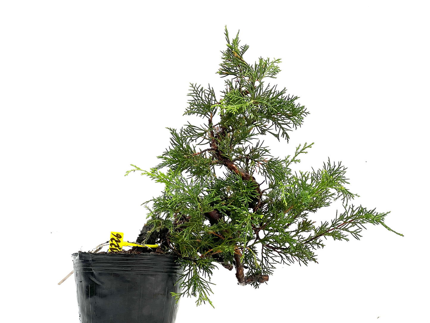 Juniperus Chinensis Itoigawa 0226