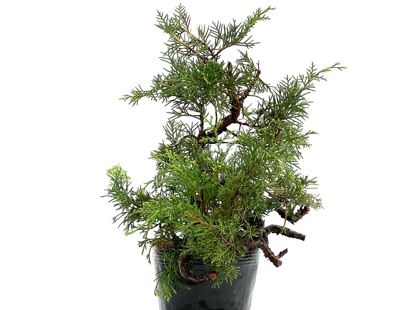 Juniperus Chinensis Itoigawa 0226