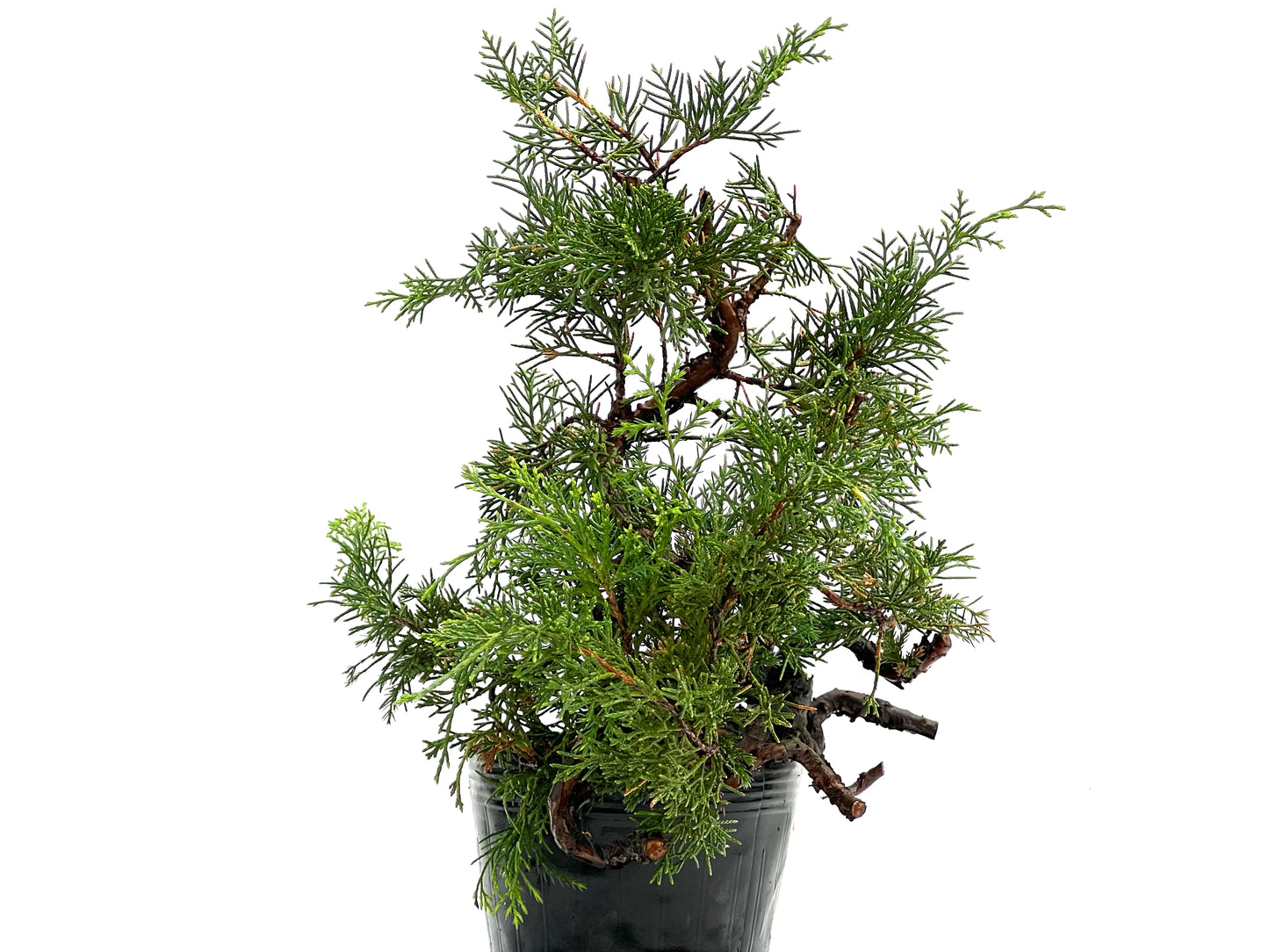 Juniperus Chinensis Itoigawa 0226