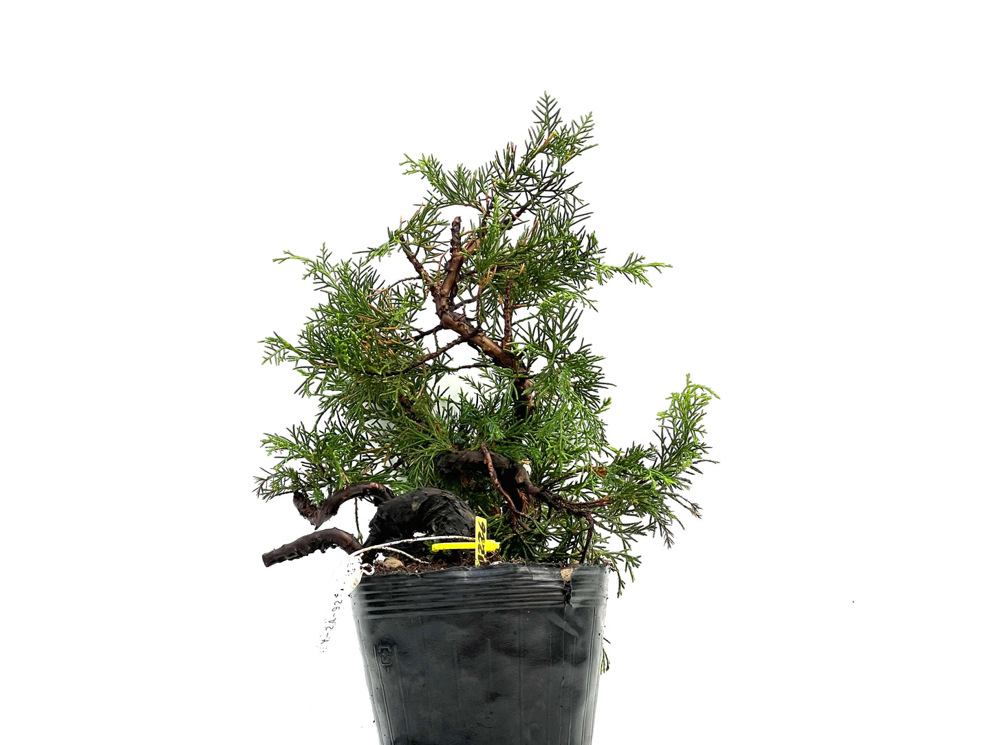 Juniperus Chinensis Itoigawa 0226