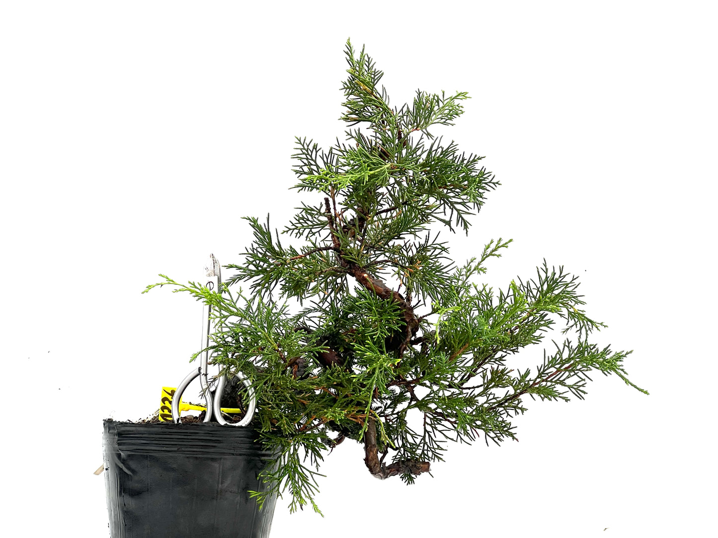 Juniperus Chinensis Itoigawa 0226
