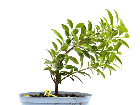 Ficus Tiger Bark 2724