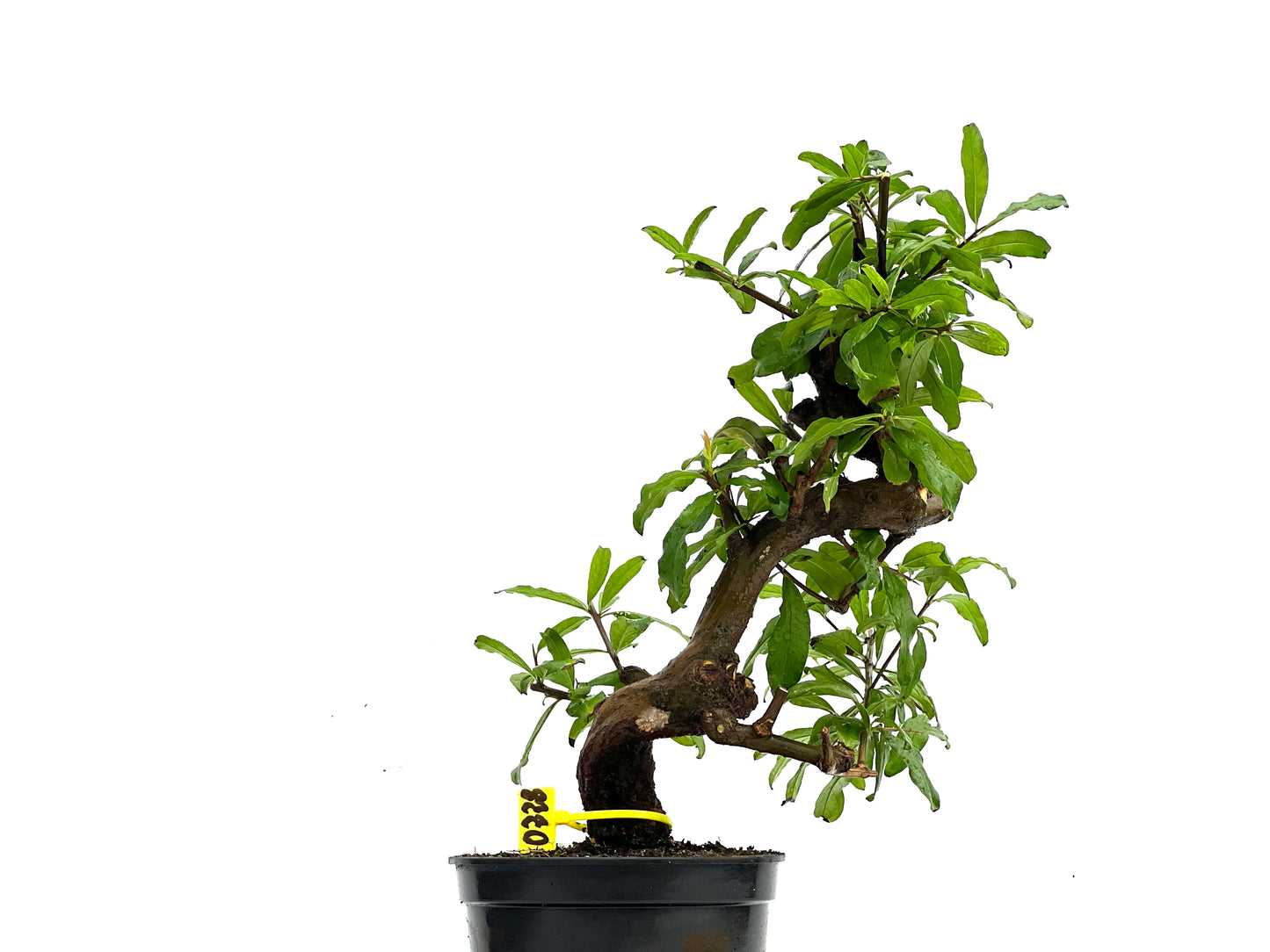 Punica Granatum Nejikan 0228