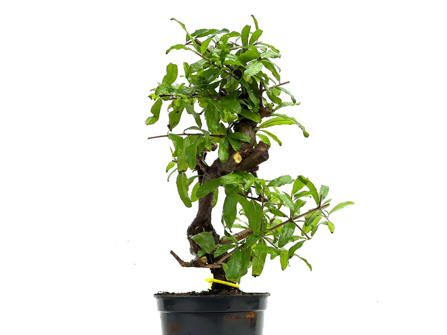 Punica Granatum Nejikan 0228